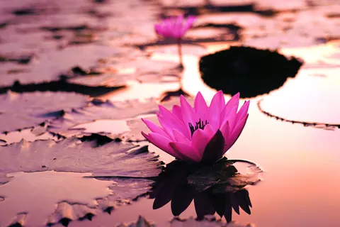 Water Lily 4K Wallpaper · flowers · 3840×2560