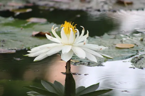 Water Lily 4K Wallpaper · flowers · 3840×2560