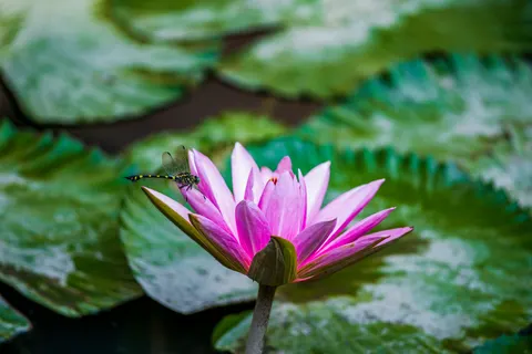 Water Lily 4K Wallpaper · flowers · 3840×2563