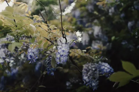 विस्टेरिया 4K वॉलपेपर · flowers · 3840×2560