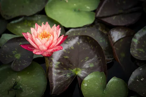 Fond d'écran Nénuphar 4K · flowers · 3840×2560