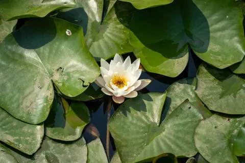 Water Lily 4K Wallpaper · flowers · 3840×2560