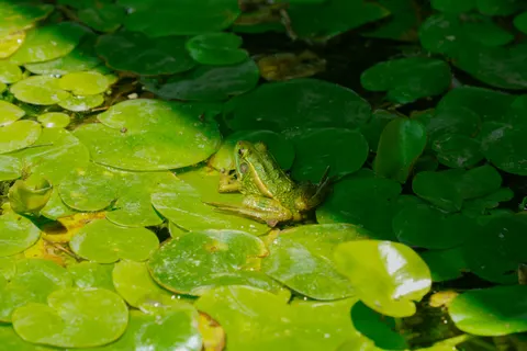 Water Lily 4K Wallpaper · flowers · 3840×2560