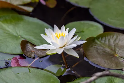 Water Lily 4K Wallpaper · flowers · 3840×2561