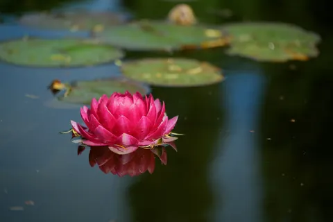 Water Lily 4K Wallpaper · flowers · 3840×2560