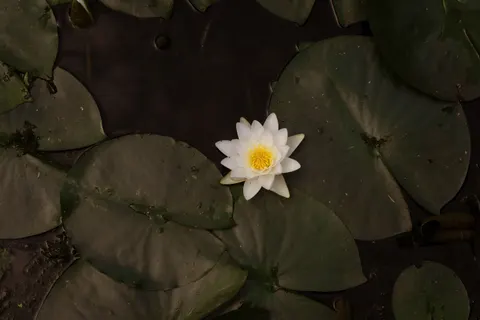 Water Lily 4K Wallpaper · flowers · 3840×2560