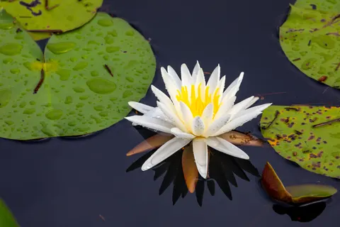 睡蓮 4K壁紙 · flowers · 3840×2560