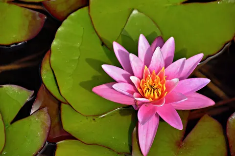 Wallpaper Lili Air 4K · flowers · 3840×2560