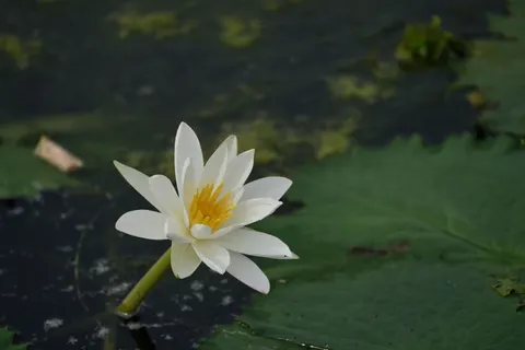 Water Lily 4K Wallpaper · flowers · 3840×2560