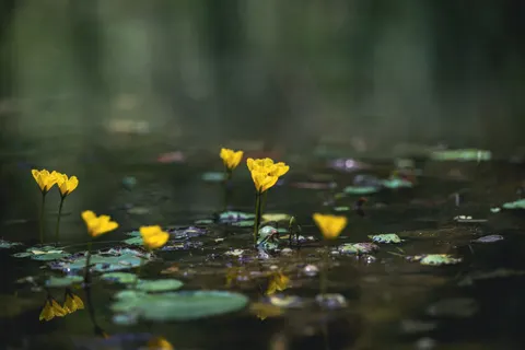 Water Lily 4K Wallpaper · flowers · 3840×2563