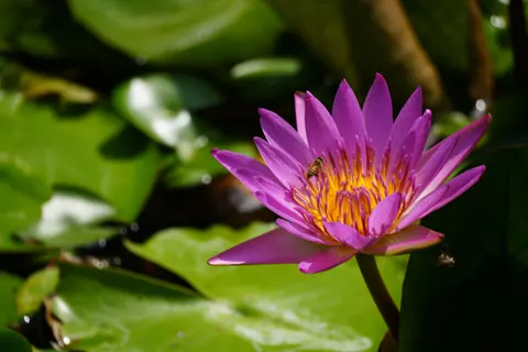 خلفية زنبق الماء بدقة 4K · flowers · 3840×2560