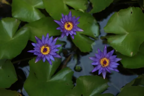 Обои Кувшинка 4K · flowers · 3840×2560