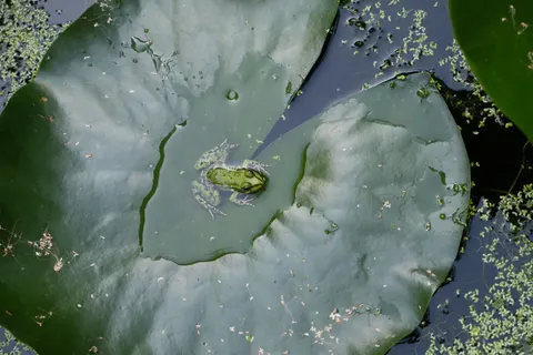 Water Lily 4K Wallpaper · flowers · 3840×2560