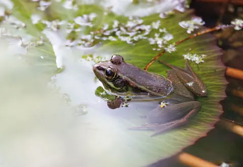 Water Lily 4K Wallpaper · flowers · 3840×2638