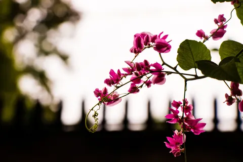 등나무 4K 배경화면 · flowers · 3840×2560