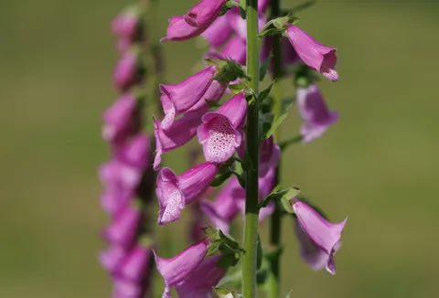 Blauregen 4K Hintergrundbild · flowers · 3840×2607