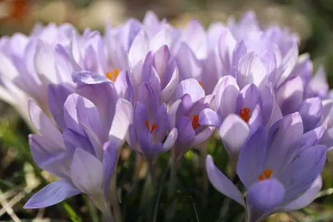 Wallpaper Wisteria 4K · flowers · 3840×2560