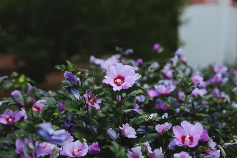 紫藤 4K桌布 · flowers · 3840×2560