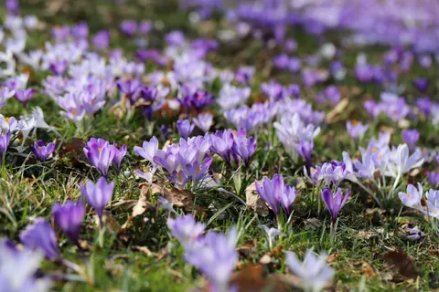 Tapeta Glicynia 4K · flowers · 3840×2560