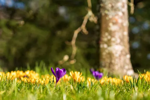 Wisteria 4K Wallpaper · flowers · 3840×2561