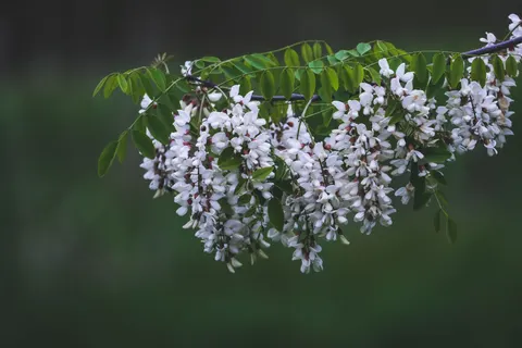 Blauweregen 4K-achtergrond · flowers · 3840×2560