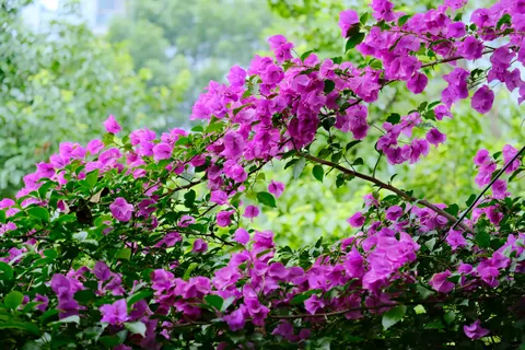Wisteria 4K Wallpaper · flowers · 3840×2560