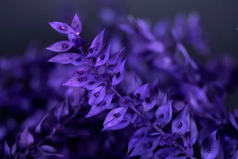 विस्टेरिया 4K वॉलपेपर · flowers · 3840×2560