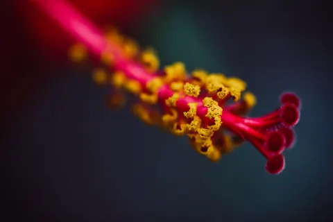 Blumen-Makro 4K Hintergrundbild · flowers · 3840×2563
