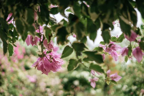 Blauweregen 4K-achtergrond · flowers · 3840×2560
