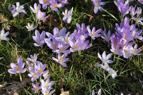 Fondo de pantalla Glicina 4K · flowers · 3840×2560
