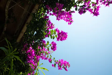 Wisteria 4K Wallpaper · flowers · 3840×2560