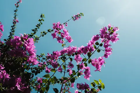Wisteria 4K Wallpaper · flowers · 3840×2560