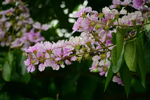Hình nền Hoa tử đằng 4K · flowers · 3840×2560