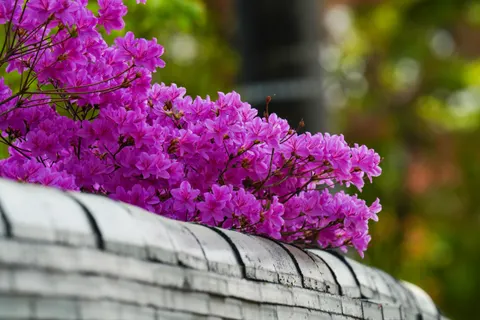 Wisteria 4K Wallpaper · flowers · 3840×2560