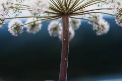 Wisteria 4K Wallpaper · flowers · 3840×2560