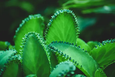 सकुलेंट पौधे 4K वॉलपेपर · flowers · 3840×2560