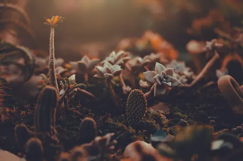 Fond d'écran Plantes grasses 4K · flowers · 3840×2555