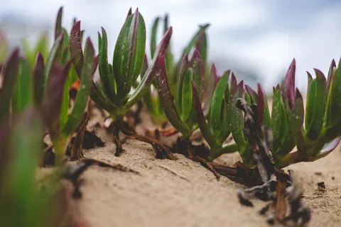 Vetplanten 4K-achtergrond · flowers · 3840×2560
