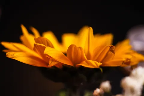 꽃 접사 4K 배경화면 · flowers · 3840×2560