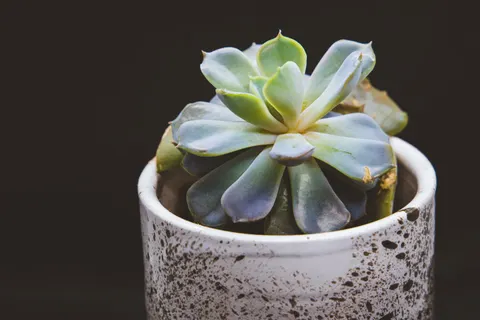 Succulents 4K Wallpaper · flowers · 3840×2560
