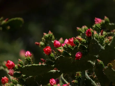 सकुलेंट पौधे 4K वॉलपेपर · flowers · 3840×2880