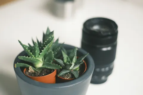 Succulents 4K Wallpaper · flowers · 3840×2560