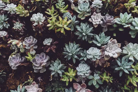 والپیپر گیاهان گوشتی با کیفیت 4K · flowers · 3840×2560