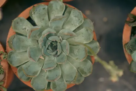 다육식물 4K 배경화면 · flowers · 3840×2560