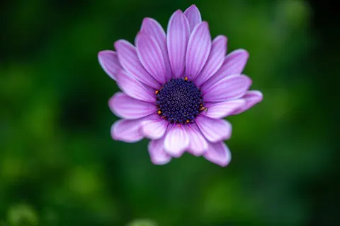 꽃 접사 4K 배경화면 · flowers · 3840×2560