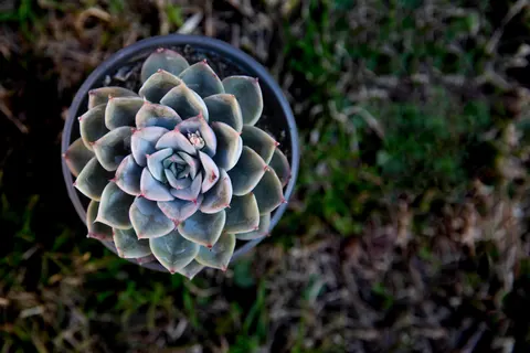 多肉植物 4K桌布 · flowers · 3840×2560