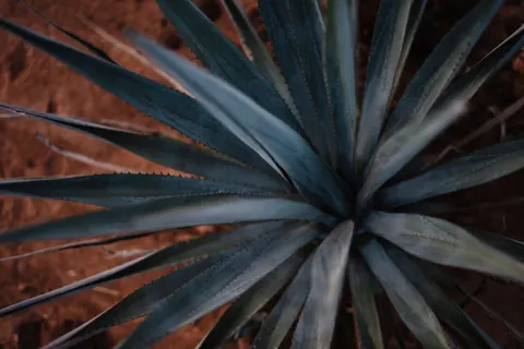 Обои Суккуленты 4K · flowers · 3840×2560