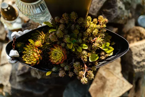 Succulents 4K Wallpaper · flowers · 3840×2561