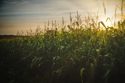 Landelijk Veld 4K-achtergrond · nature · 3840×2560