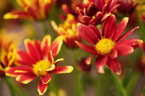 花卉微距 4K壁纸 · flowers · 3840×2561